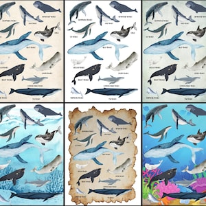 Cartel de ballenas A3 y A4 - 8 carteles - Diferentes colores - Cartel de aprendizaje de especies de ballenas - Decoración de pared marina, marina y submarina - *Descarga digital**