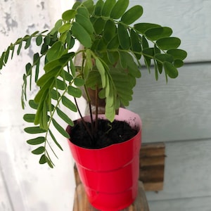Tamarind Tree, sweet variety, Me Ngọt,Thai Sweet Tamarind 6”-12” plant