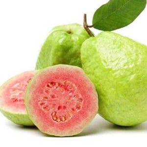 1 Pink Guava Fruit Tree Planting Exotic Delicious Tropical Fruit 5”-12” plant