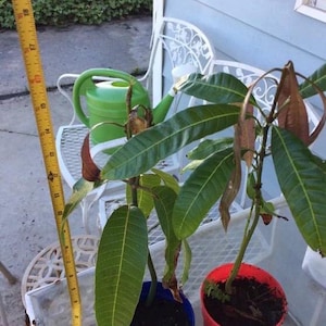 Mango Live Tropical Fruit Tree 9”-12”  in The Pot / Seeding Mango Live Plant