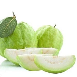 1 Guava Fruit Tree Planting Exotic and Delicious Tropical Fruit 5”-10”
