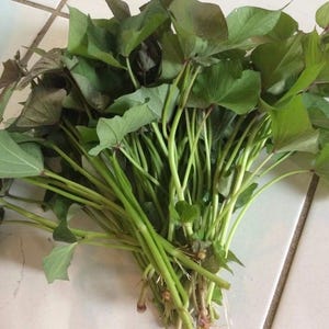 May include: A bundle of fresh sweet potato leaves, featuring vibrant green leaves with hints of purple. The stems are a light green color, and the leaves are arranged in a dense cluster, suggesting a recent harvest.