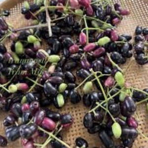 May include: A large collection of oval-shaped jamun fruits, also known as Java plums, scattered across a woven bamboo tray. The fruits display a gradient of colors ranging from light green and pinkish-red to deep, dark purple and black.