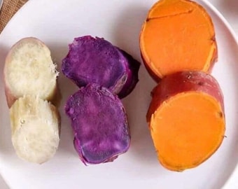 Variety Sweet potato Slips ( 15 Slips ) Beauregard + Japanese White + Purple