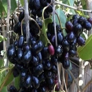 May include: A dense cluster of oval-shaped jamun fruits hanging from a tree branch. The fruits have a smooth, dark purple to black skin, with one single fruit showing a lighter reddish-purple hue. Green leaves are visible behind the fruit.