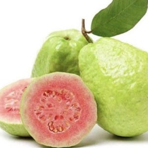1 Pink Guava Fruit Tree Planting Exotic Delicious Tropical Fruit 9-12” Plant