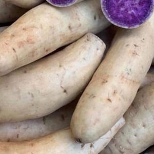 5 Okinawa Purple Sweet Potato Plants In A Cup - Okinawa Sweet Potato Plants