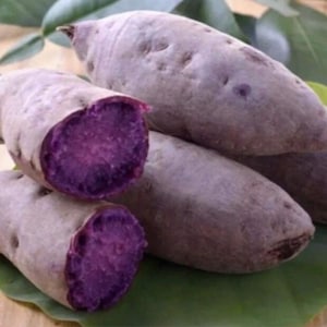 10 Purple Sweet potato Slips - Cuttings Sweet Potato Plants / Khoai Lang Tím