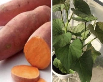 5 Plants In A Cup - Beauregard Sweet Potato Plants