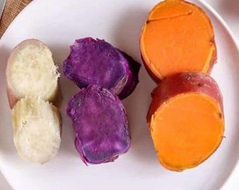 10 Murasaki Japanese Sweet Potato Slips - Non-GMO, Chemical Free Plants For Garden