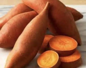 10 Beauregard Sweet potato Plants / Slips - Cuttings - Organically Grown - Khoai
