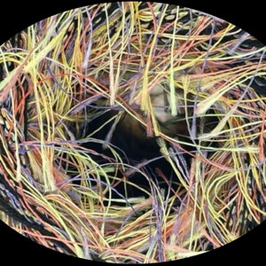 May include: Close-up of a bundle of colorful threads, including yellow, orange, red, purple, and black, tightly wound together. The threads are arranged in a circular pattern, creating a visually interesting texture.