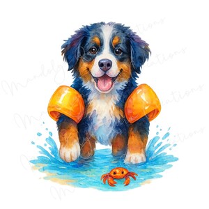 Könnte beinhalten: Aquarellillustration eines Berner Sennenhund-Welpen mit orangefarbenen Schwimmflügeln, der in blauem Wasser mit einer kleinen orangefarbenen Krabbe steht. Der Hund hat schwarzes, braunes und weißes Fell und einen fröhlichen Gesichtsausdruck.