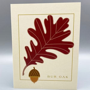 Bur Oak Leaf and Seed, Card