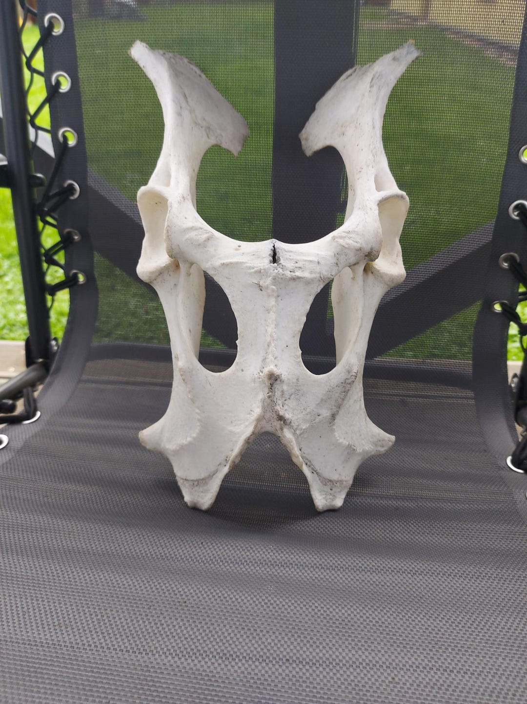 Halloween Mask: Authentic Calf Pelvic Bone for Unique Costume - Etsy