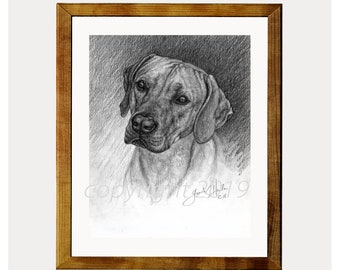 Rhodesian Ridgeback Dog 8x10 Print by Glenda S. Harlan