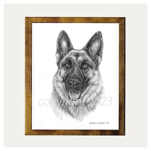 German Shepherd Dog Graphite Drawing 8x10 Print by Glenda S. Harlan