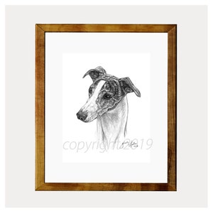 Whippet Fine Art 8x10 Print by Glenda S. Harlan