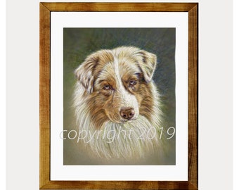 Australian Shepherd Red Merle Fine Art 8x10 Print