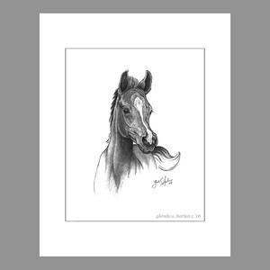 Arabian Colt Fine Art 8x10 Print