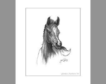 Arabian Colt Fine Art 8x10 Print