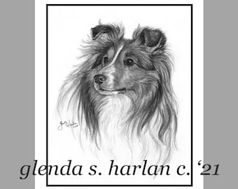 Sheltie Dog Note Cards Fine Art Dog Drawing Mom Dog Gift Shetland Sheepdog Lover - Set of Four or Eight