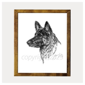 German Shepherd Graphite Drawing 8x10 Print by Glenda S. Harlan