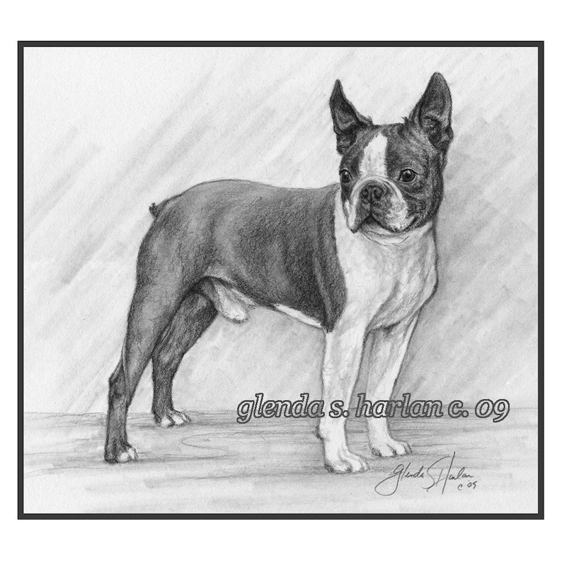 1915 Drawing~Two Boston Terrier Puppy Puppies~Dog Dogs~ NEW Large Note Cards 1915 Drawing~Two Boston Terrier Puppy Puppies~Dog Dogs~ NEW Large Note Cards