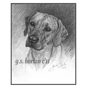 Rhodesian Ridgeback Dog Note Cards Fine Art Drawing Dog Lover Gift Ridgeback Stationary - Set of Four or Eight.