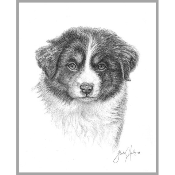 Australian Shepherd Black Tri Fine Art 8x10 Print Free Shipping ***