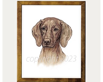 Vizsla Dog Drawing 8x10 Print by Glenda S. Harlan.