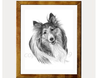 Sheltie Dog Drawing 8x10 Print by Glenda S. Harlan