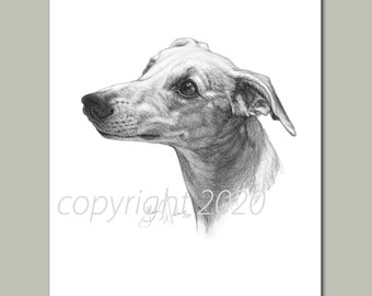 Whippet Dog 8x10 Fine Art Print by Glenda S. Harlan