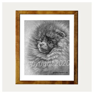 Pomeranian Dog Fine Art 8x10 Print