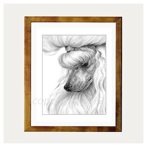 White Toy Poodle Art 8x10 Print