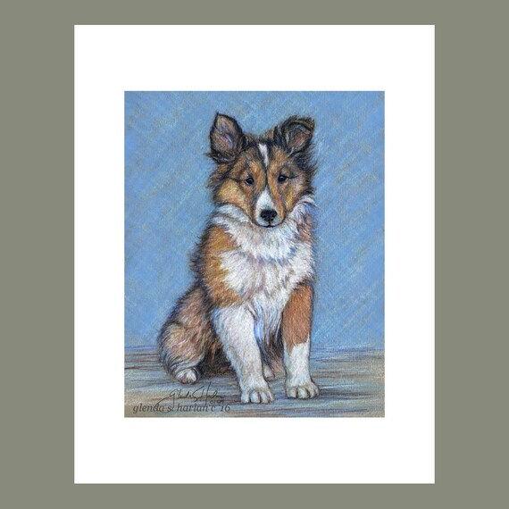 Shetland Sheepdog Puppy Fine Art 8x10 Print