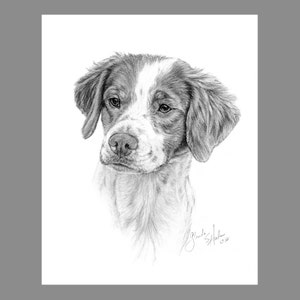 Bretagne Spaniel hond Fine Art 8 x 10 afdrukken
