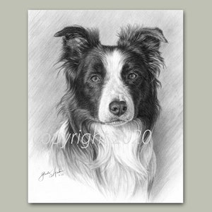 Border Collie 8x10 Print