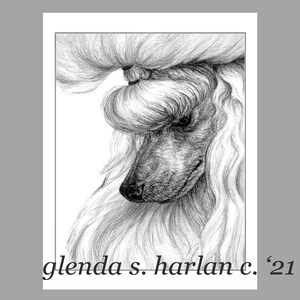 Toy Poodle Dog Note Cards Fine Art Drawing Dog Mom Gift White Poodle Lover Stationary - Set of Four or Eight