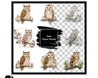 Eule Clipart Illustrationen: Transparente PNG Bilder (Digitaler Download)