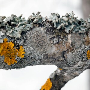 Close-up photo of natural lichens growing on a tree branch. The image shows detailed textures of gray and orange lichens, used as inspiration for the botanical resin jewelry pieces