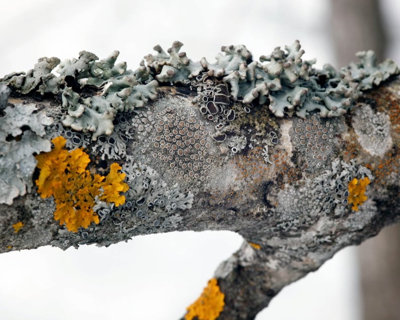 Close-up photo of natural lichens growing on a tree branch. The image shows detailed textures of gray and orange lichens, used as inspiration for the botanical resin jewelry pieces