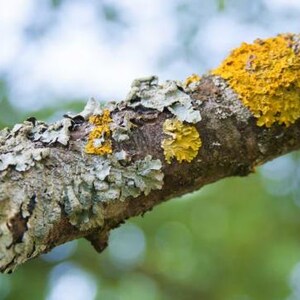 Close-up of yellow and gray lichen growing on a tree branch with a soft bokeh background. The image highlights natural textures and colors, ideal as visual inspiration for nature-themed, botanical or resin jewelry.
