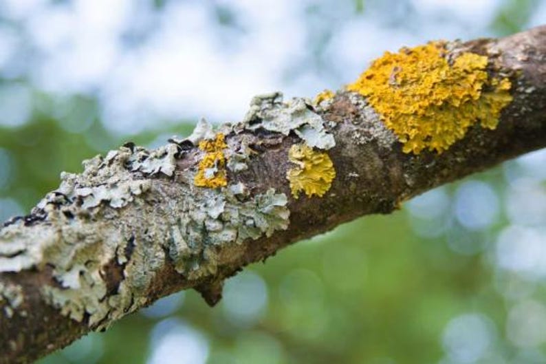 Close-up of yellow and gray lichen growing on a tree branch with a soft bokeh background. The image highlights natural textures and colors, ideal as visual inspiration for nature-themed, botanical or resin jewelry.
