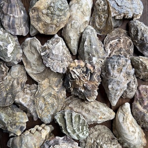 Conchas de ostras, limpias y secas