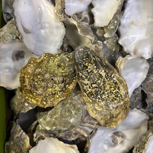 Oyster shells, clean unlimmited amount