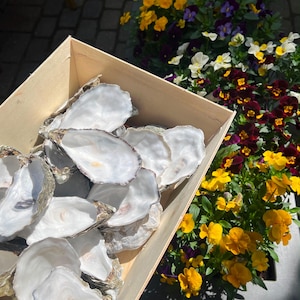 Cleaned Whole Oyster Shells for Crafts, Bulk Sea Shells, Wedding Decor, Christmas Ornaments