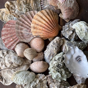 Sea shell set 2kg
