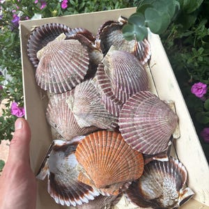 Scallop shells, clean unlimmited amount