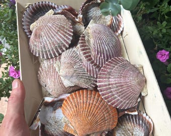 エクセレントセレクトミディアムホタテ貝殻13個 - Etsy 日本